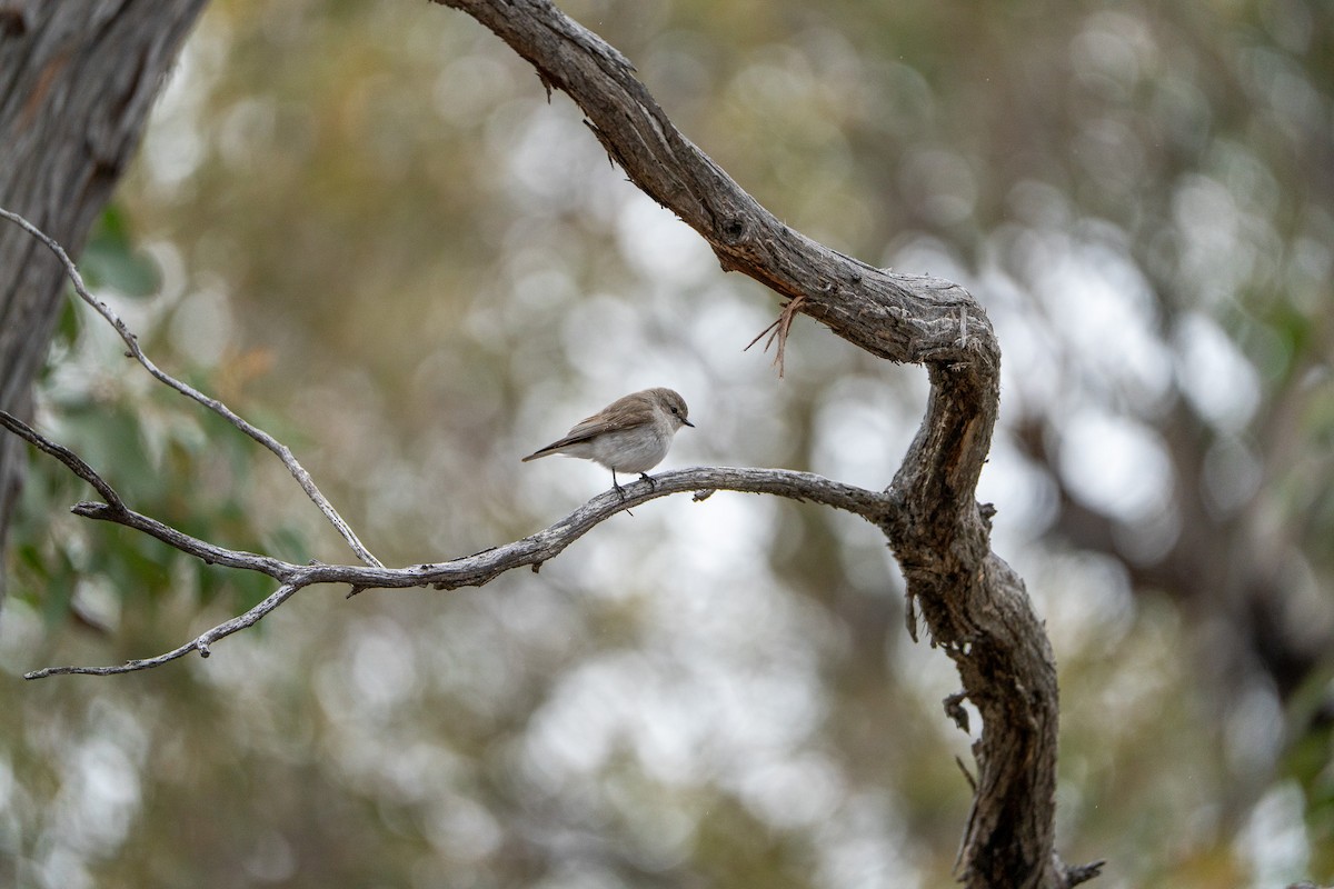 Miro enchanteur - ML645875197