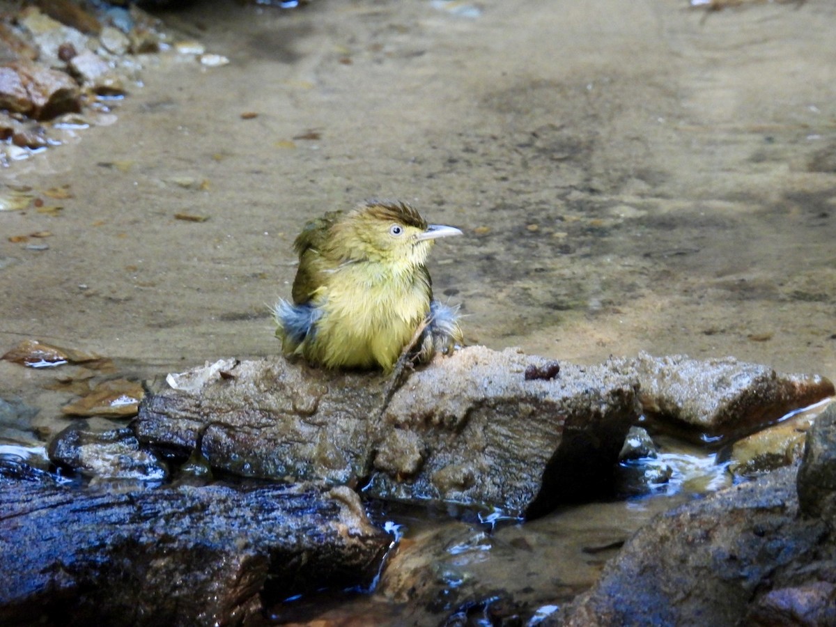 Bulbul de Cachar - ML645875201