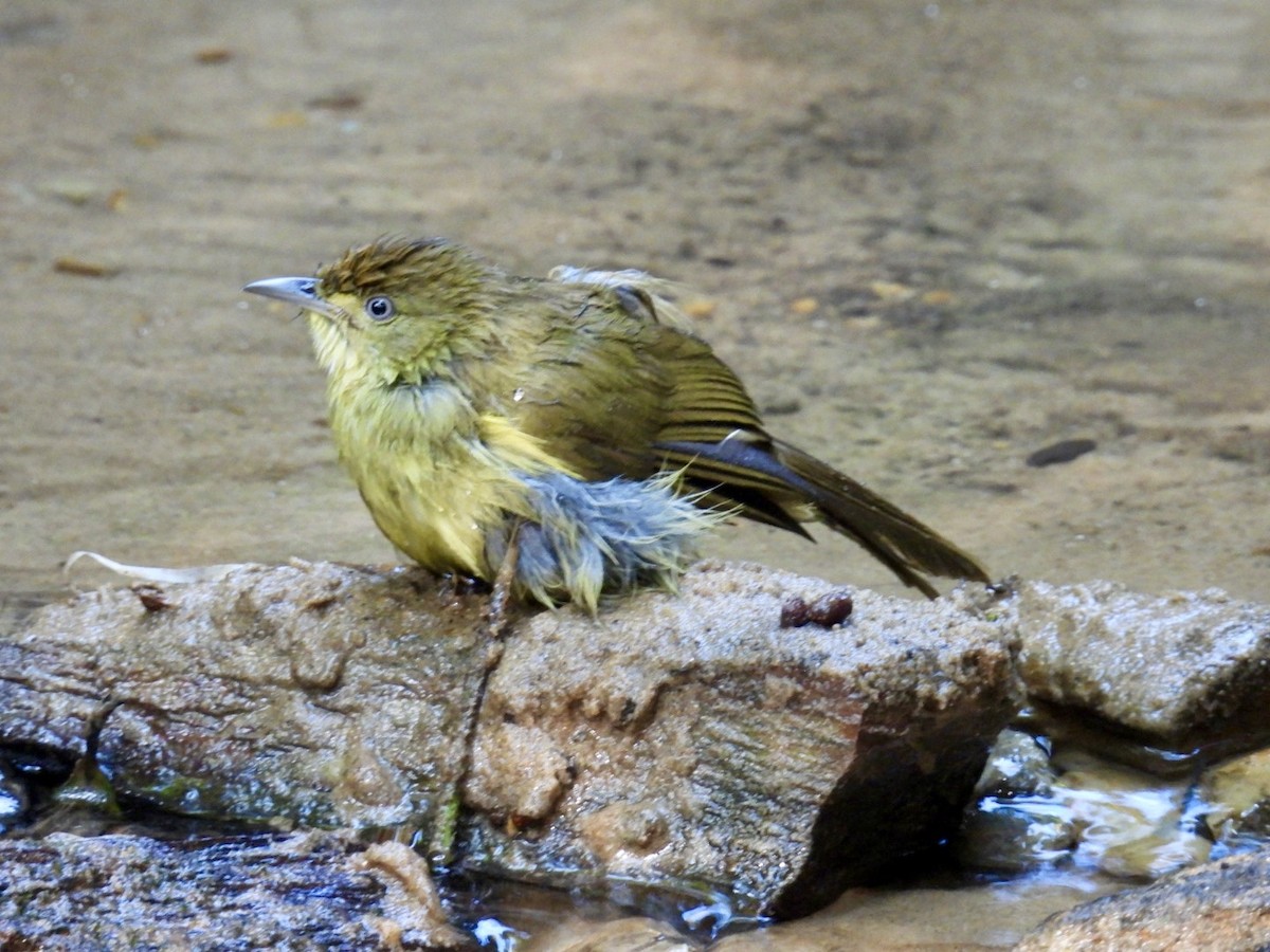 Bulbul de Cachar - ML645875202
