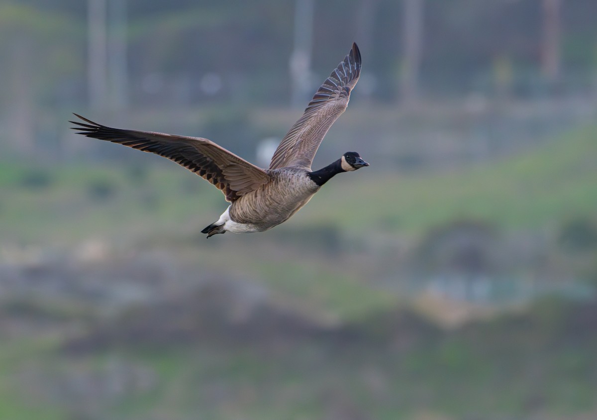 Barnacla Canadiense Grande - ML645875204