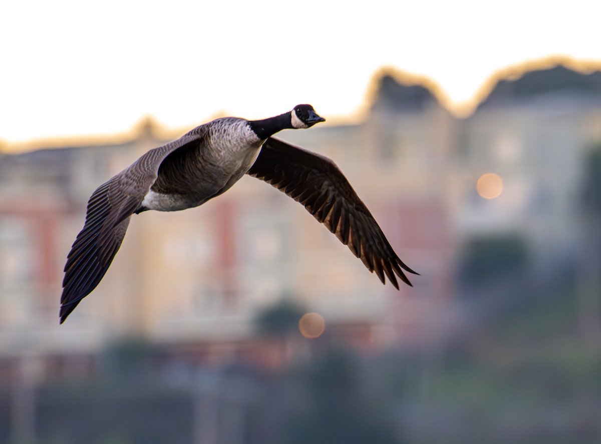 Barnacla Canadiense Grande - ML645875205