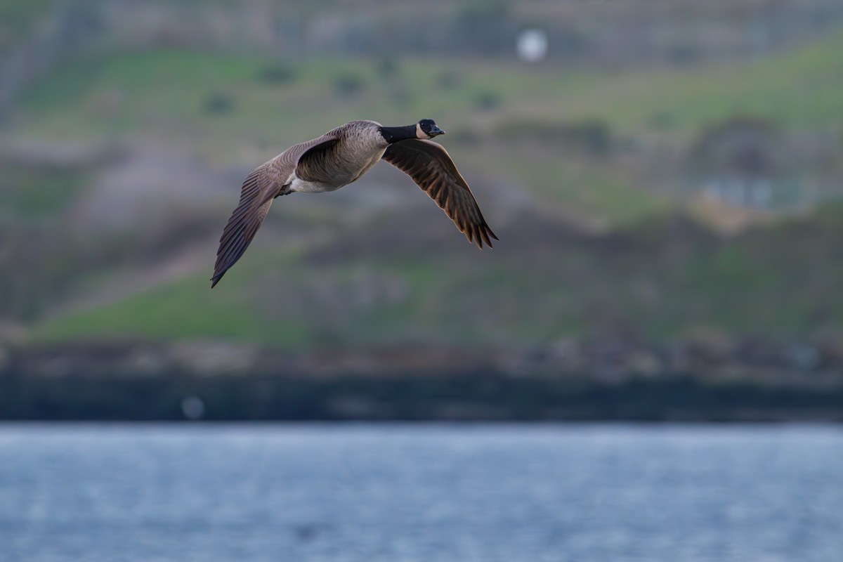 Barnacla Canadiense Grande - ML645875207