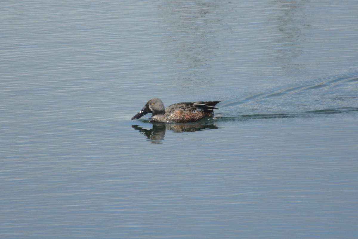 ミカヅキハシビロガモ - ML645875208