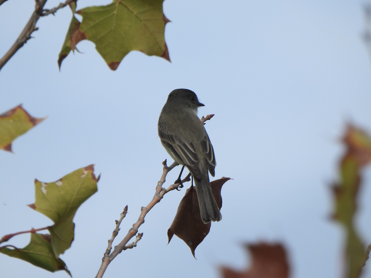 Eastern Phoebe - ML645875219