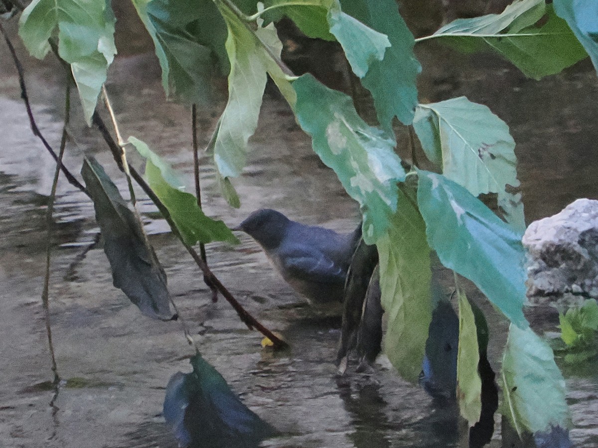 Ur-zozo iparramerikarra - ML645875221