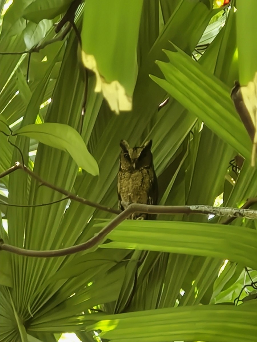 výreček indomalajský - ML645875229