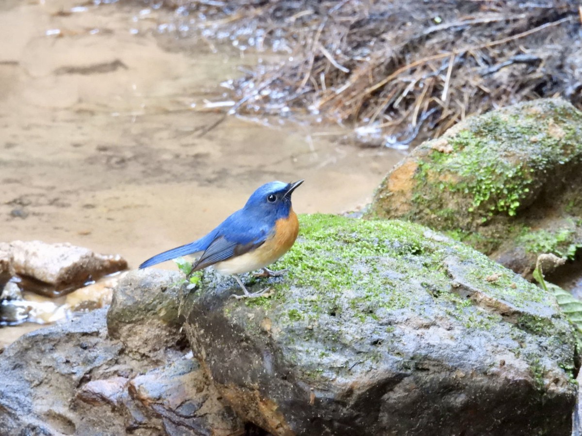 Blue-throated Flycatcher - ML645875234