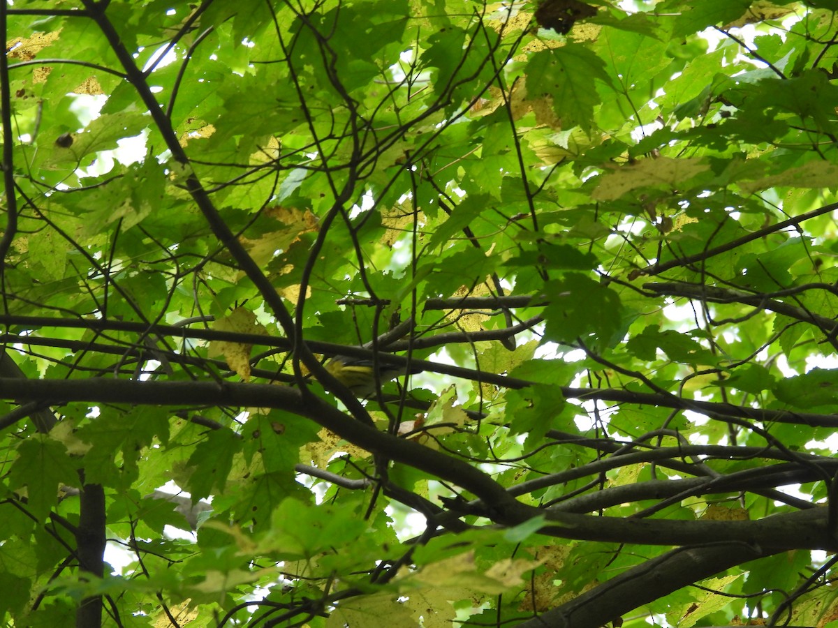 Magnolia Warbler - ML645875241