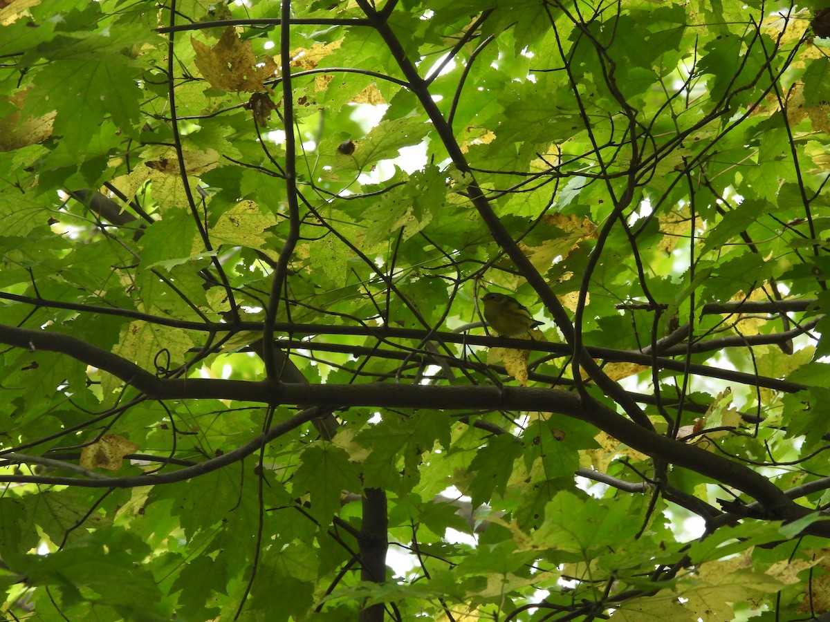 Magnolia Warbler - ML645875242