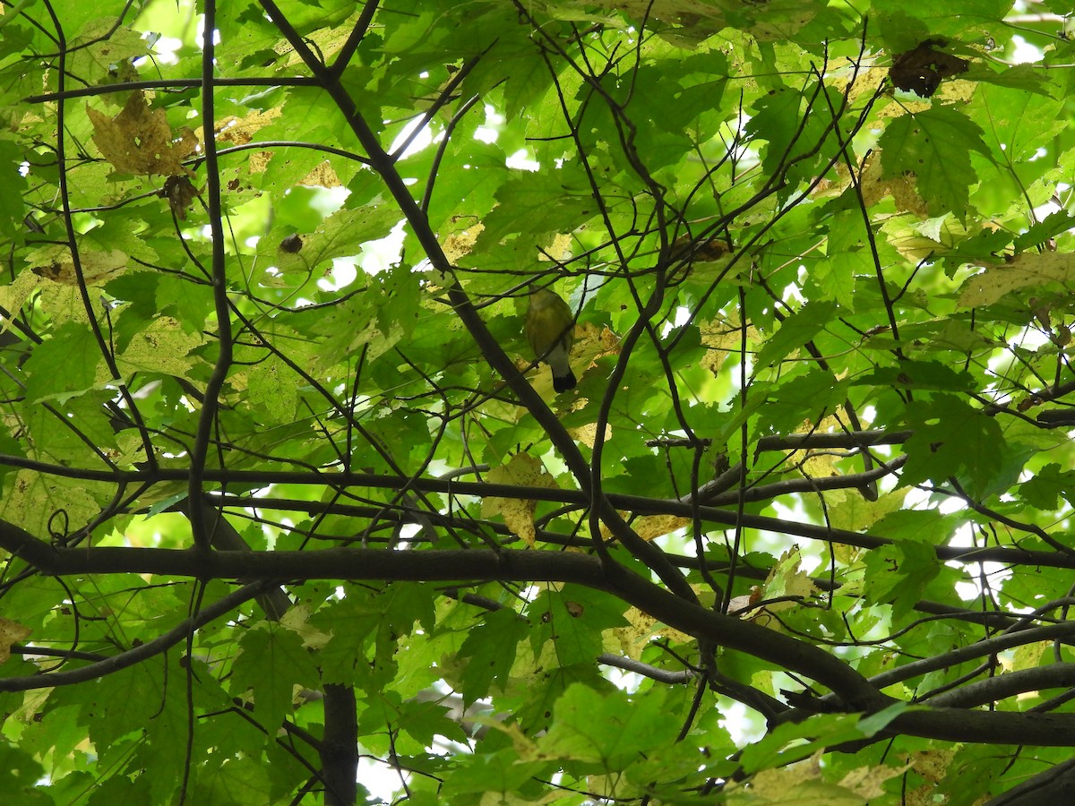 Magnolia Warbler - ML645875243