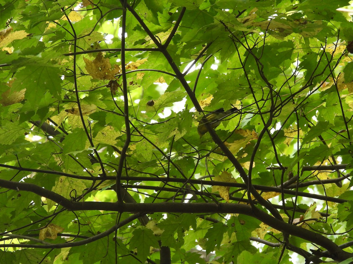 Magnolia Warbler - ML645875244