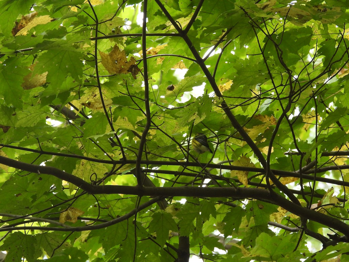 Magnolia Warbler - ML645875245