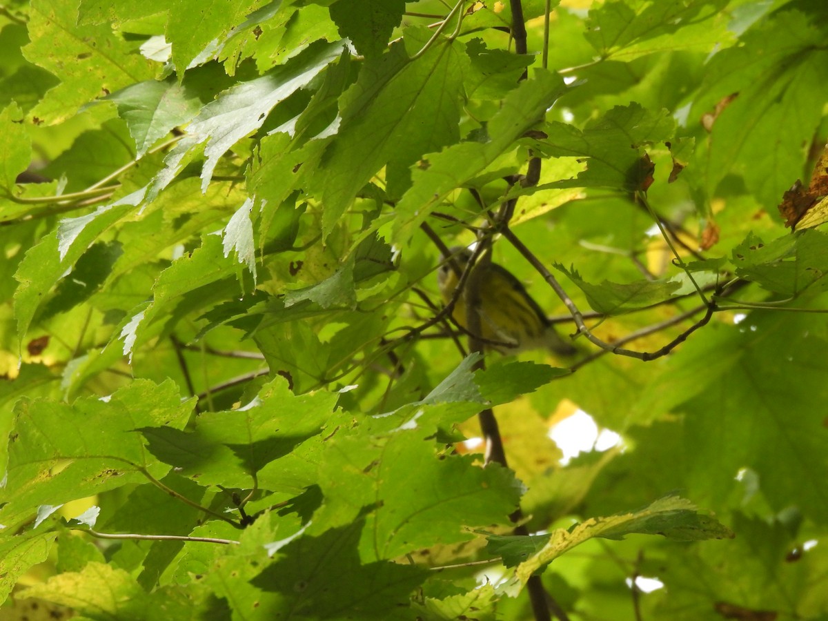 Magnolia Warbler - ML645875246