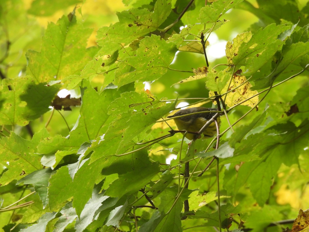 Magnolia Warbler - ML645875247