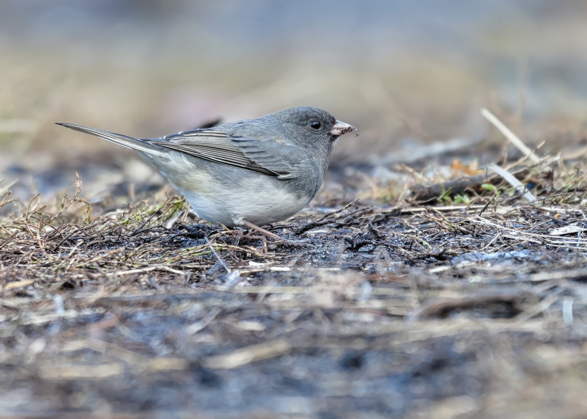 Dark-eyed Junco - ML645875250