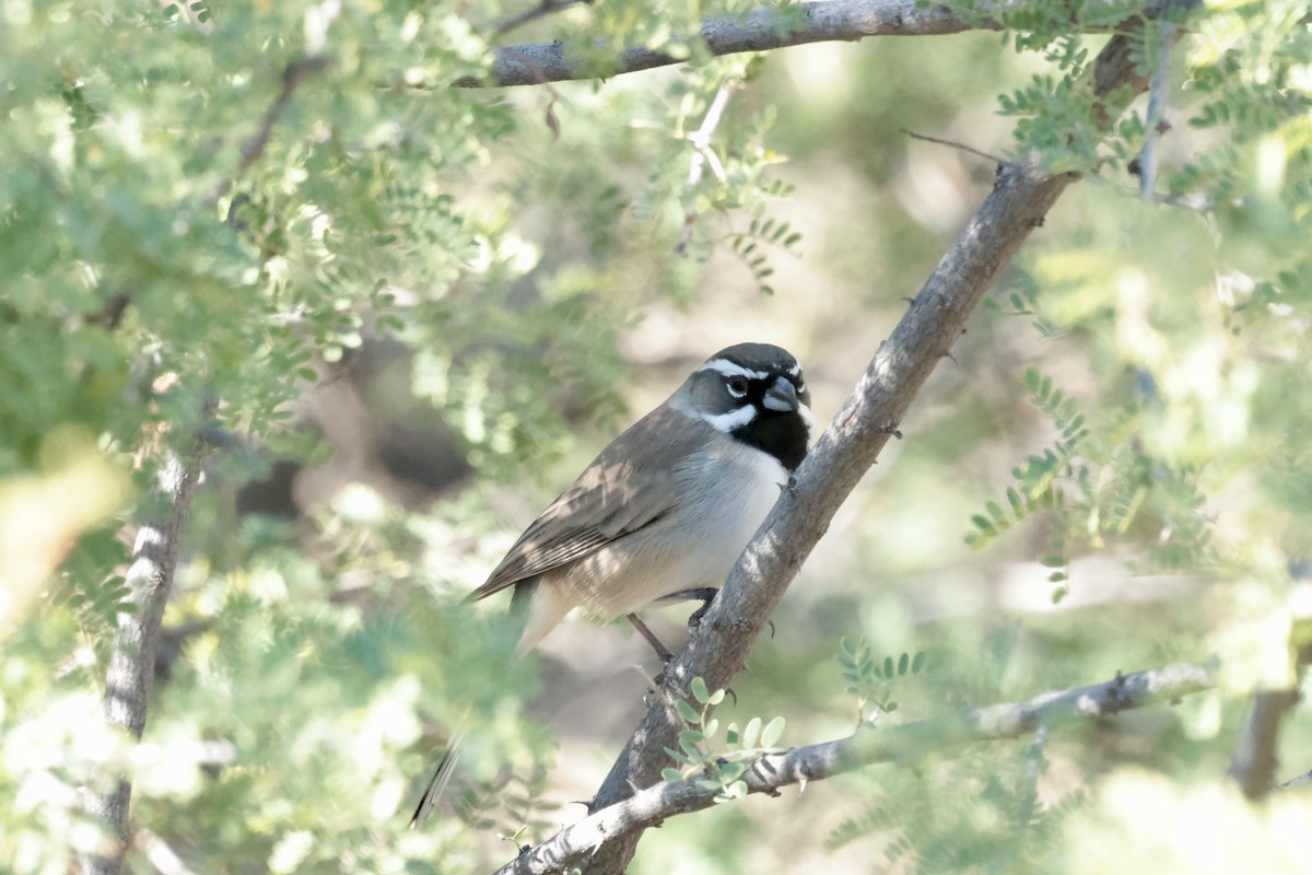 Black-throated Sparrow - ML645875251