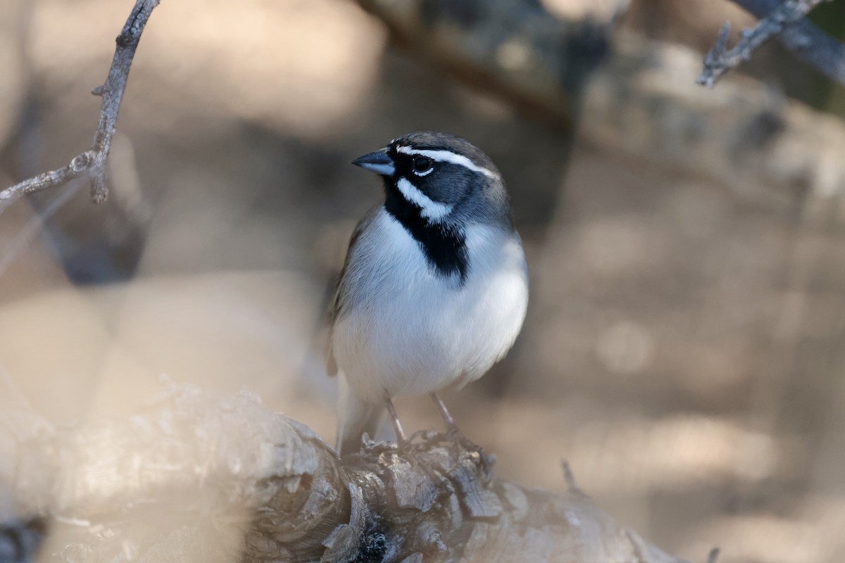 Black-throated Sparrow - ML645875252