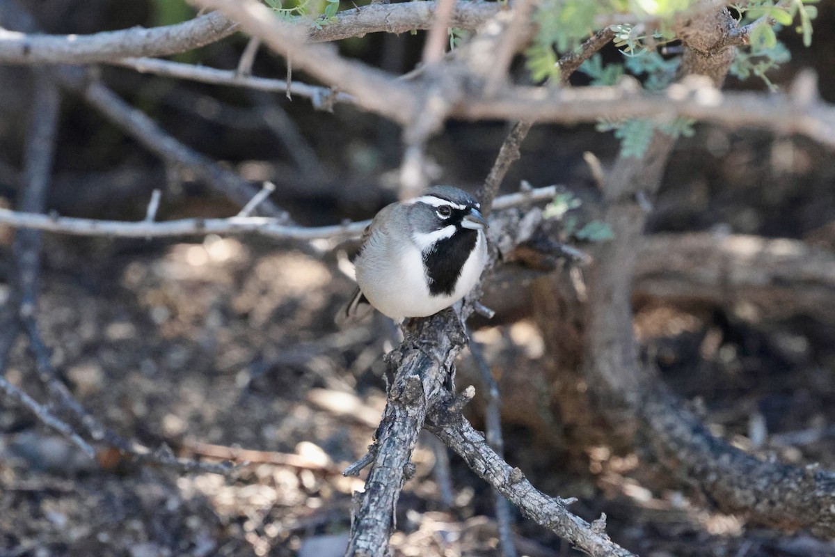 Black-throated Sparrow - ML645875254