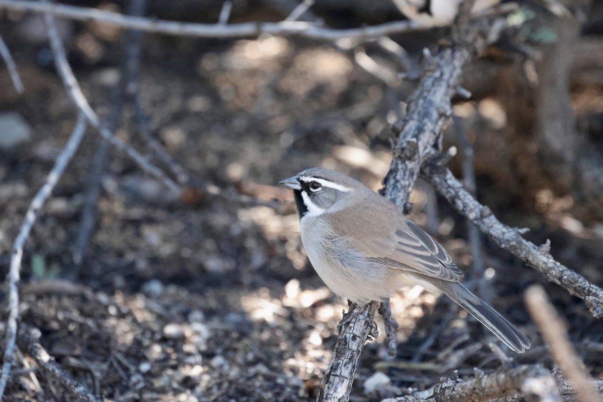 Black-throated Sparrow - ML645875255