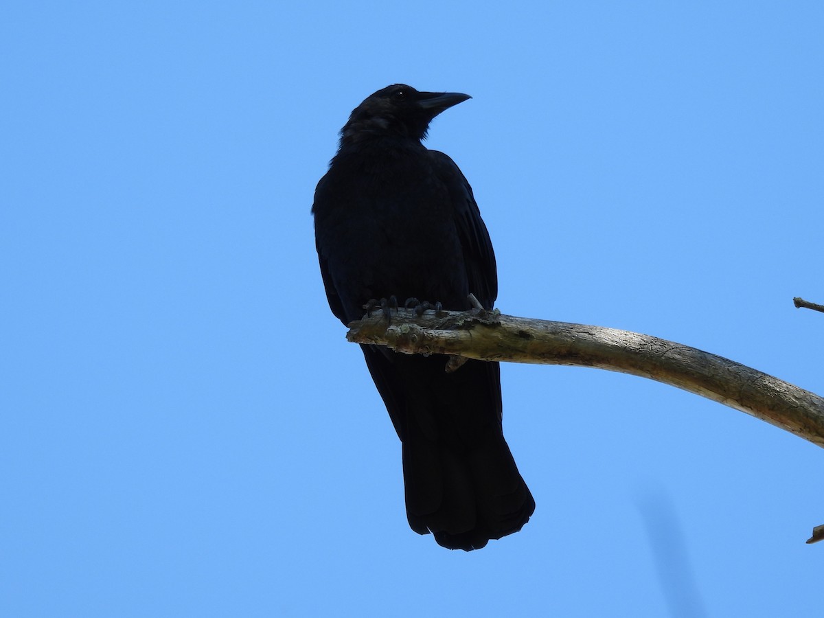 American Crow - ML645875268