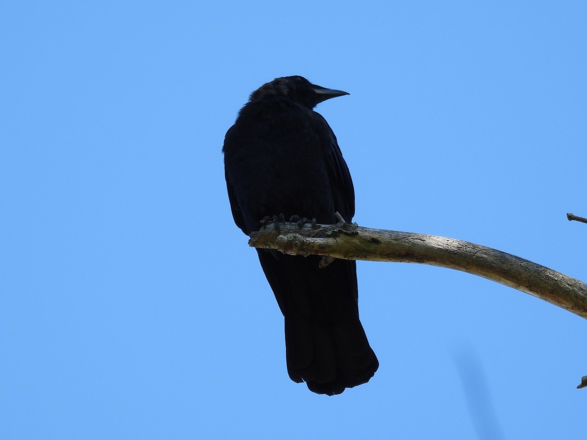 American Crow - ML645875269