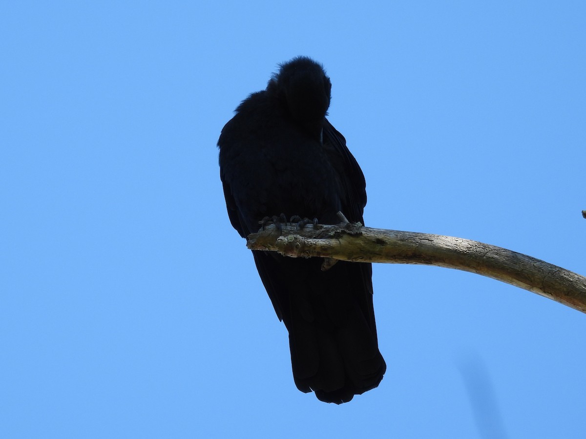 American Crow - ML645875270