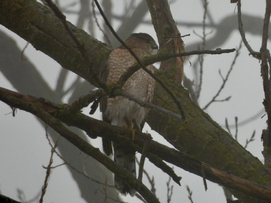 Cooper's Hawk - ML645875285