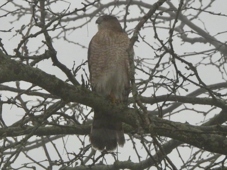 Cooper's Hawk - ML645875286