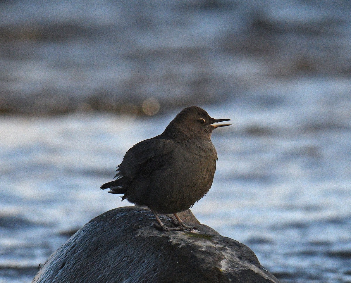 Ur-zozo iparramerikarra - ML645875287