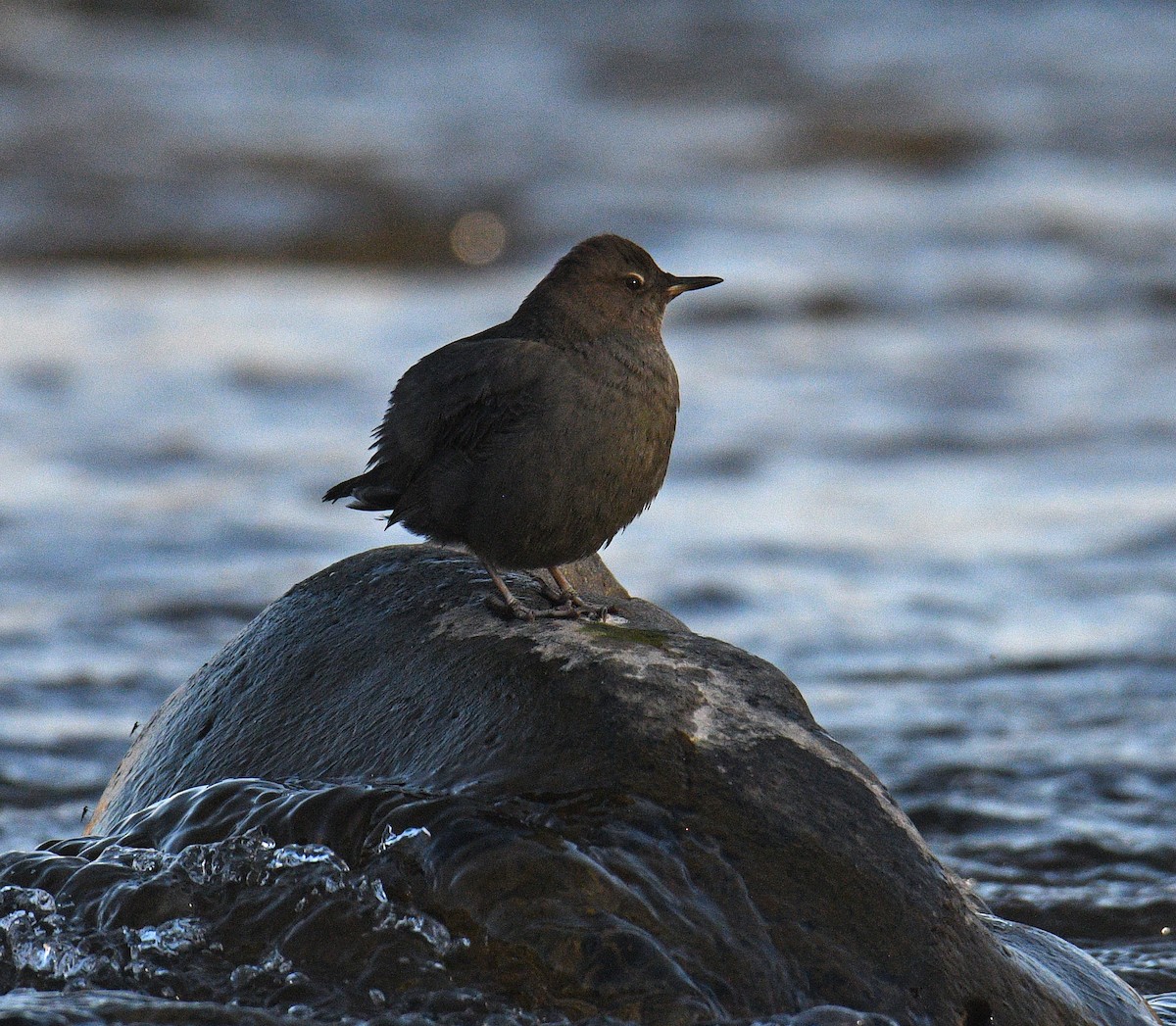 Ur-zozo iparramerikarra - ML645875288