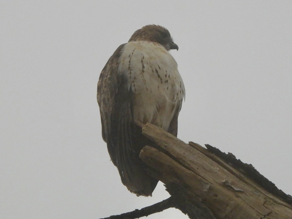 Red-tailed Hawk - ML645875290