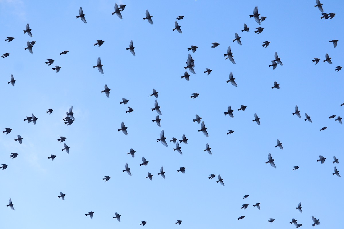 Катуньчик сибірський - ML645875291