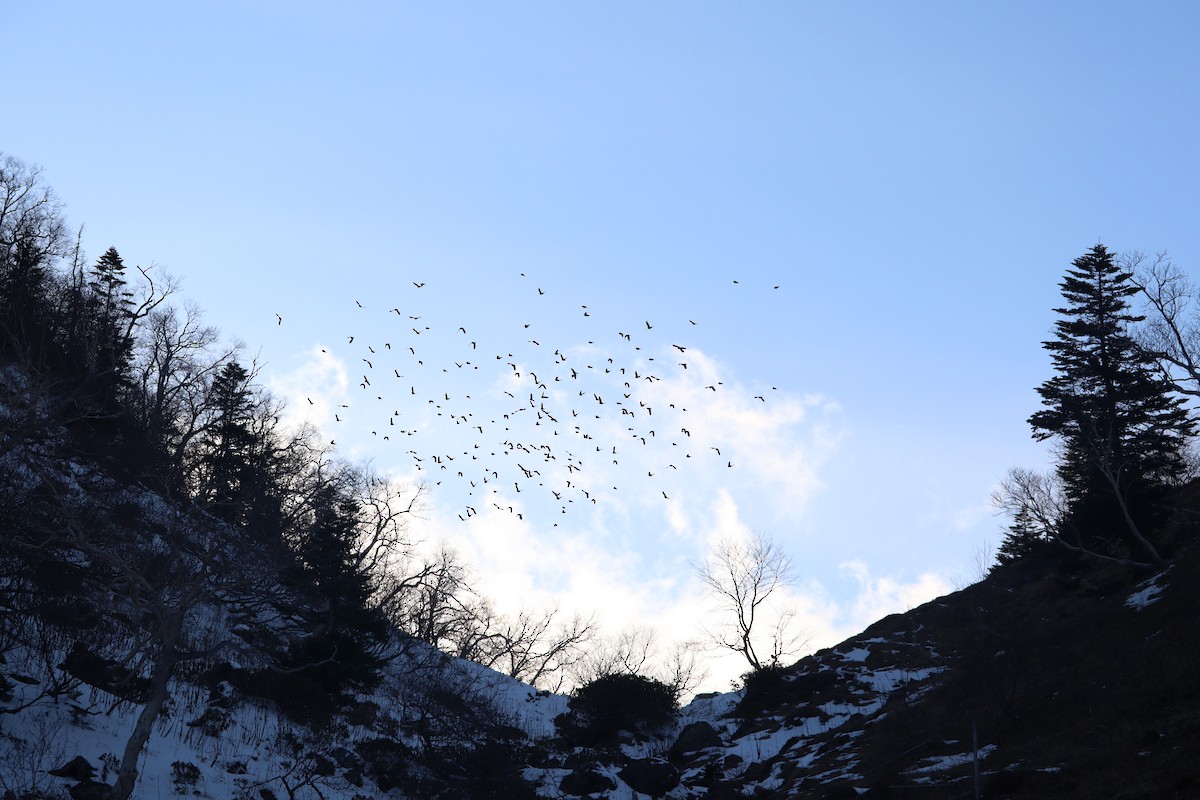 Катуньчик сибірський - ML645875292