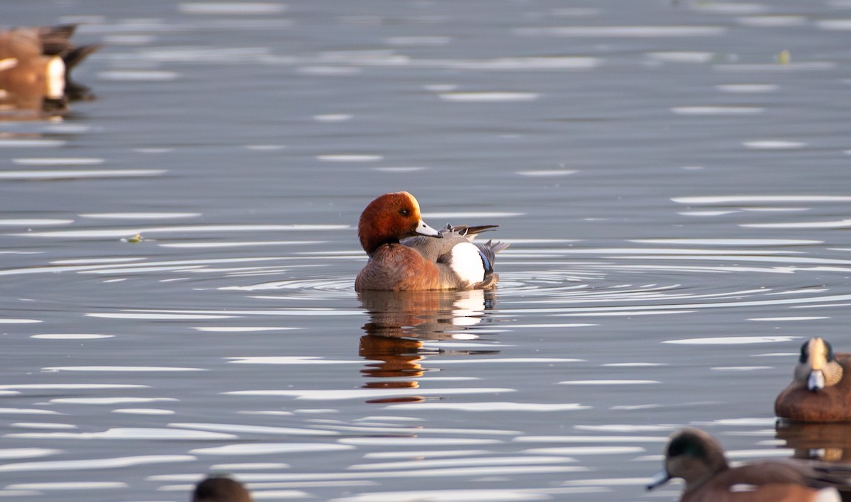 Eurasian Wigeon - ML645875293