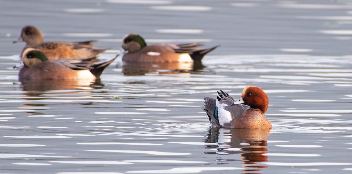 Eurasian Wigeon - ML645875294