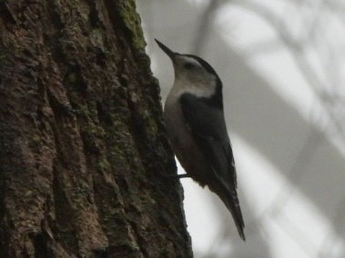 White-breasted Nuthatch - ML645875300