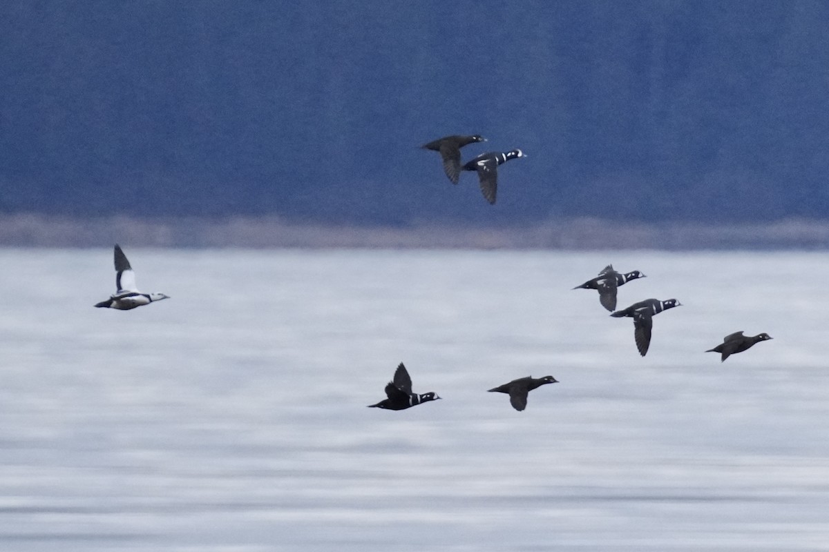 Steller's Eider - ML645875302