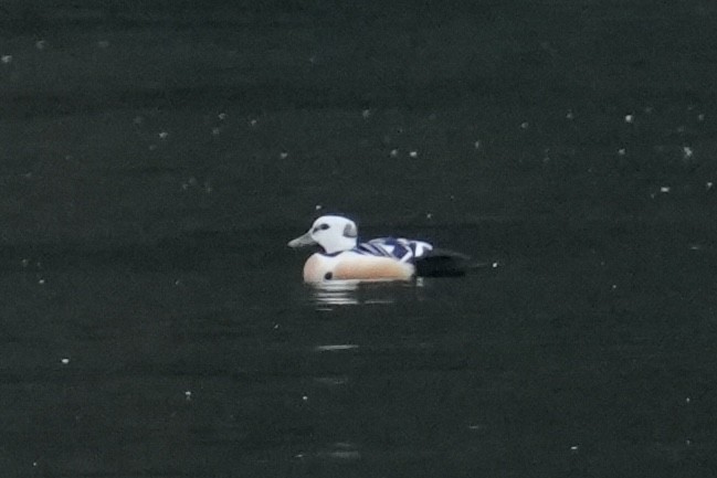 Steller's Eider - ML645875303