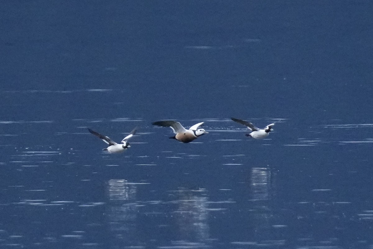 Steller's Eider - ML645875304