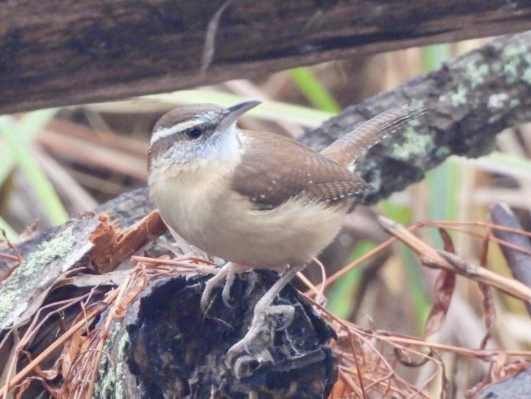 Carolina Wren - ML645875307