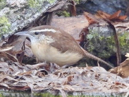 Carolina Wren - ML645875308
