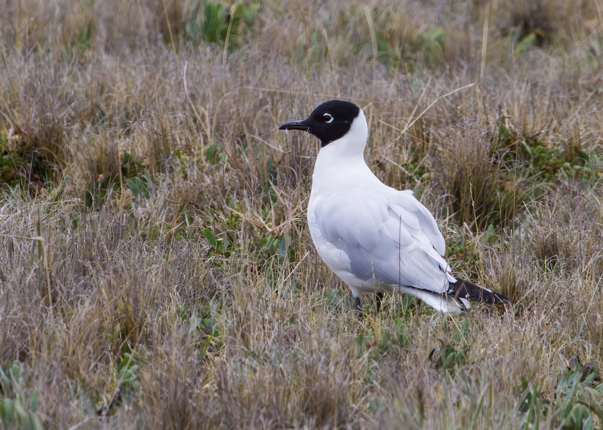 Mouette des Andes - ML645875311