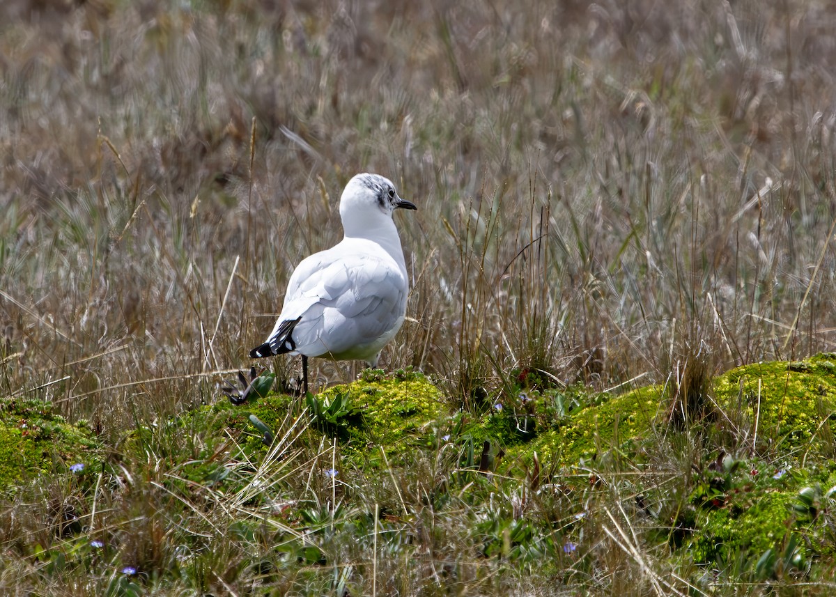 Mouette des Andes - ML645875312