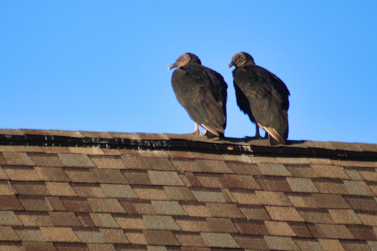 Black Vulture - ML645875314