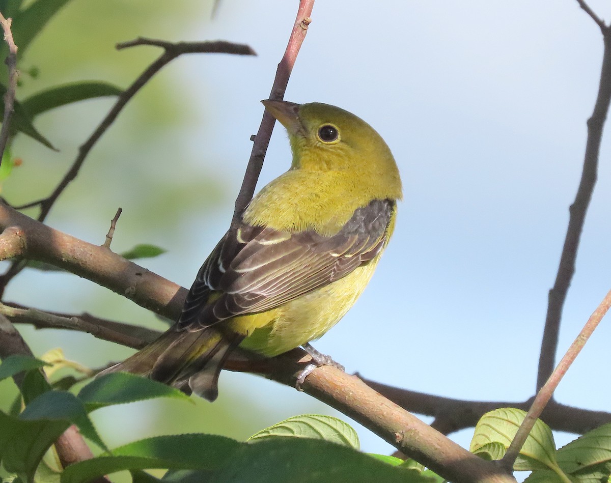 Scarlet Tanager - ML645875319