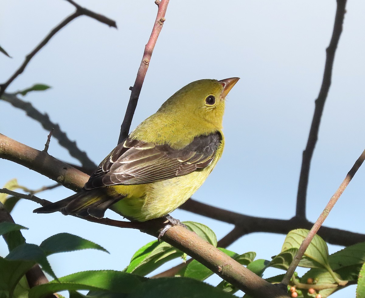 Scarlet Tanager - ML645875320