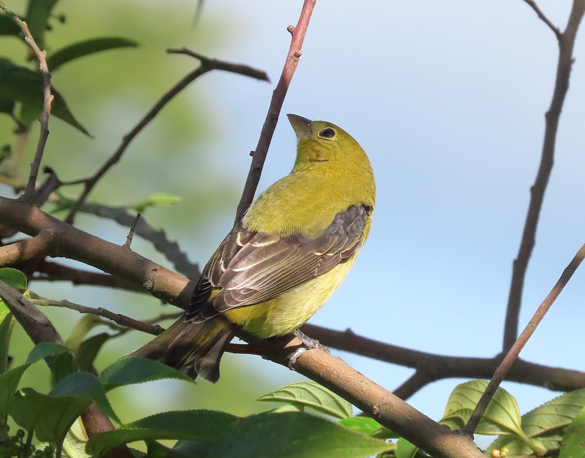 Scarlet Tanager - ML645875321