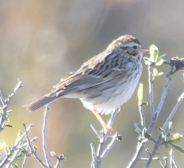 Savannah Sparrow - ML645875331