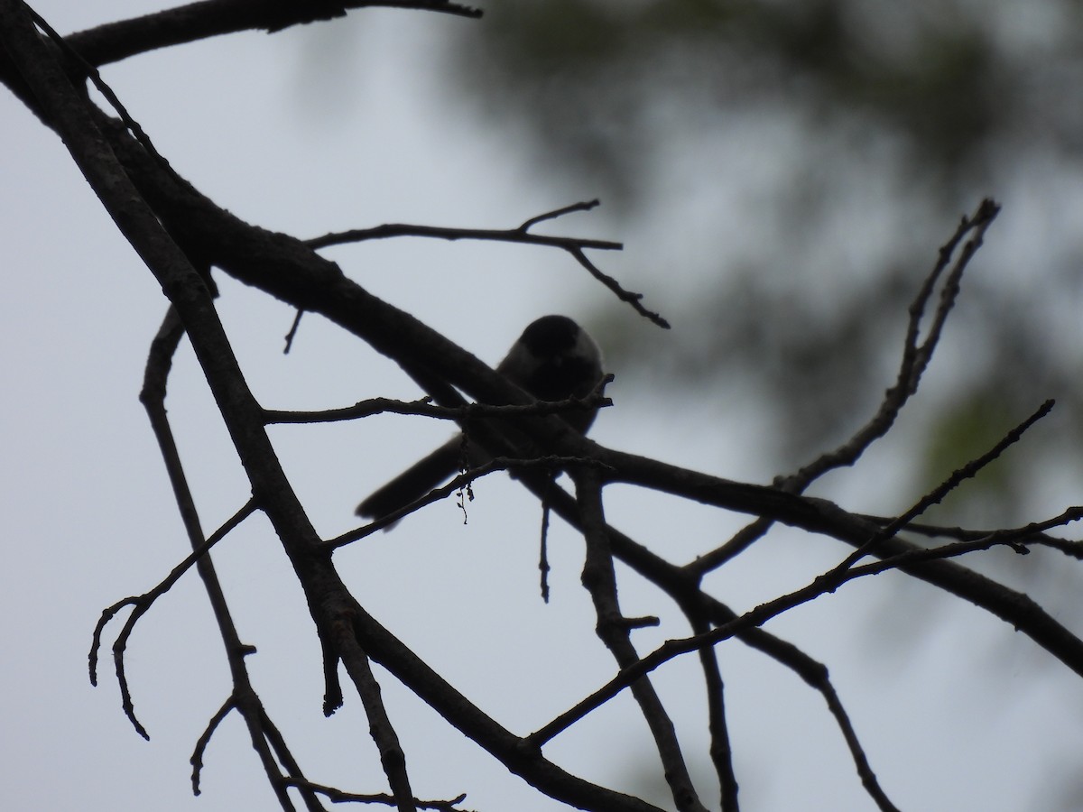 Black-capped Chickadee - ML645875333