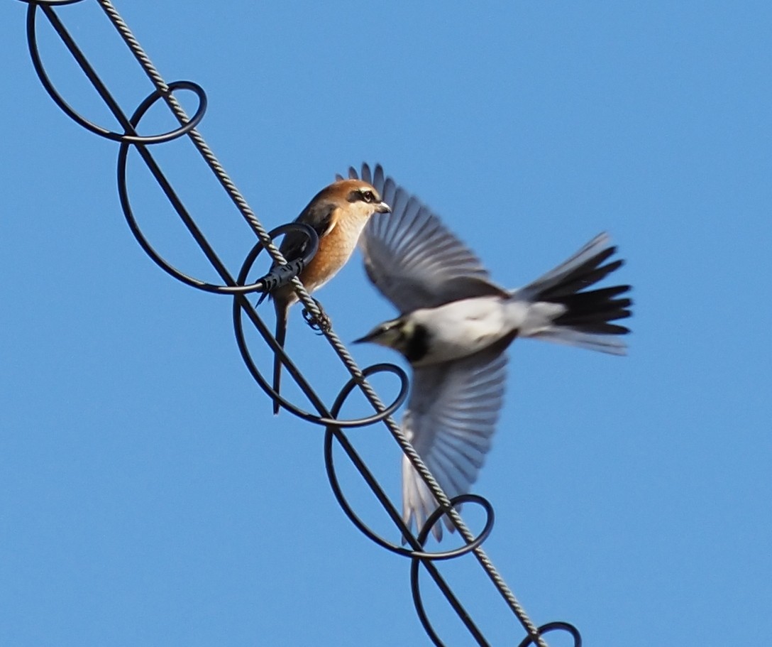 oksevarsler - ML645875336